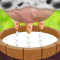 Milk The Cow
